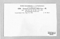 Uromyces proëminens image